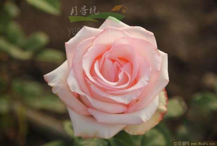 阿莫罗萨月季的优缺点