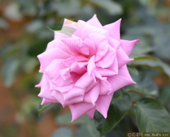 青空/蓝天月季的优缺点