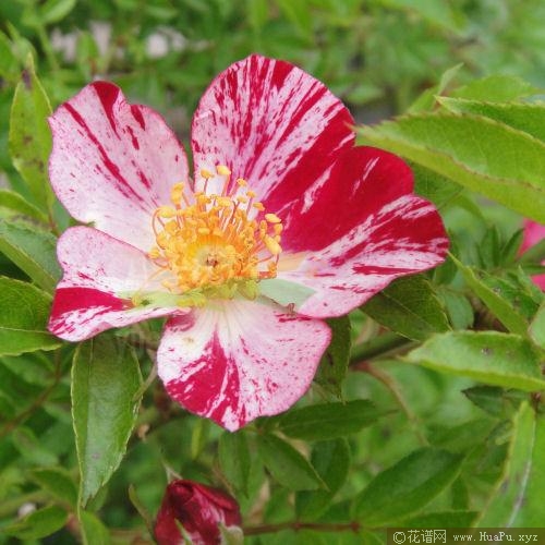 风花火月季的优缺点