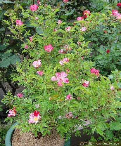 风花火月季的优缺点