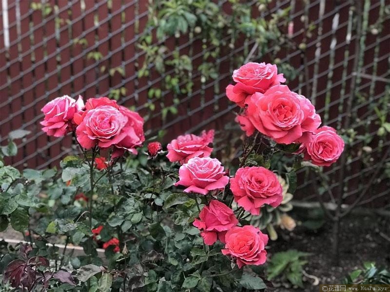 香云月季的优缺点