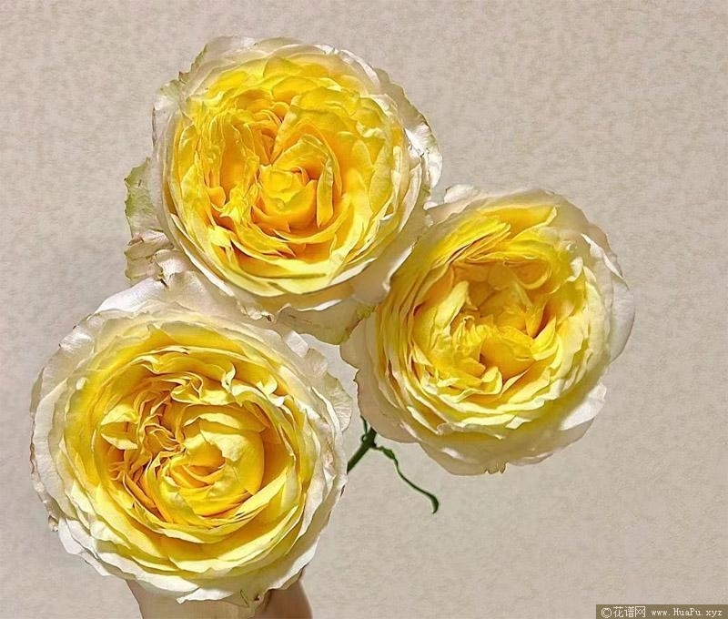 香妃美人月季的优缺点
