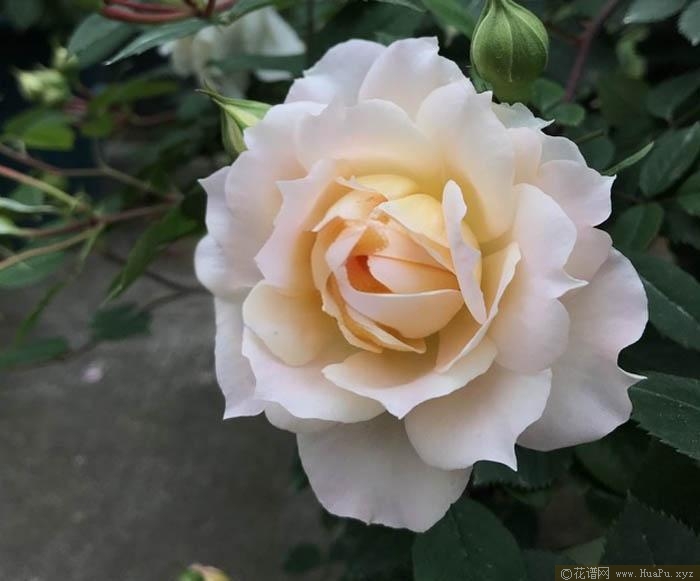 马克·夏邦杰月季的优缺点