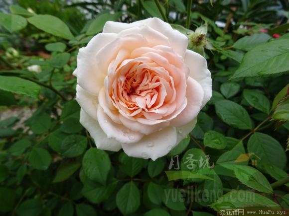 马蒂亚斯·克劳狄斯月季的优缺点