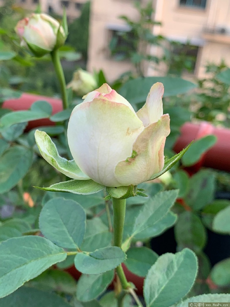 魔果月季的优缺点