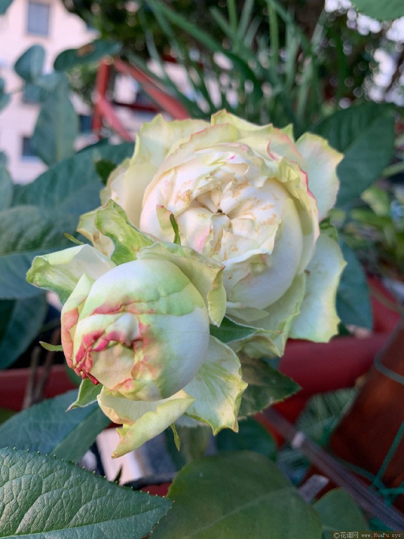 魔果月季的优缺点