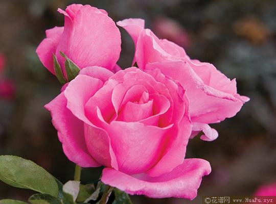 麦卡尼玫瑰月季的优缺点