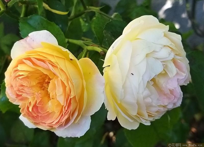 黄金城堡/尚蒂伊城堡月季的优缺点