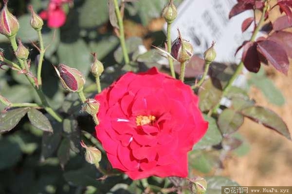 黑旋风月季的优缺点