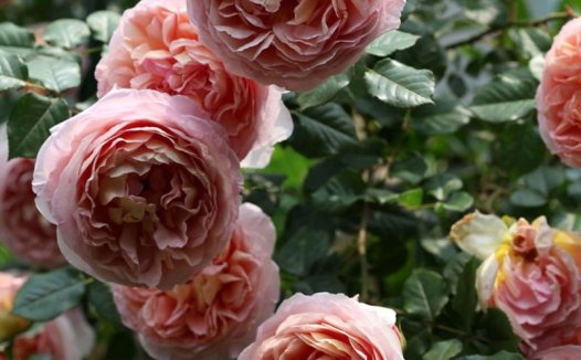 奥斯汀月季“亚伯拉罕达比”Abraham Darby