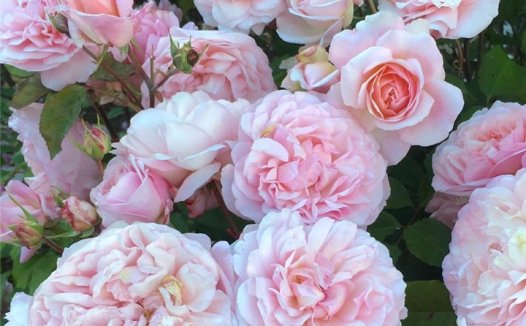 粉红格鲁斯亚琛( Pink Gruss an Aachen)月季