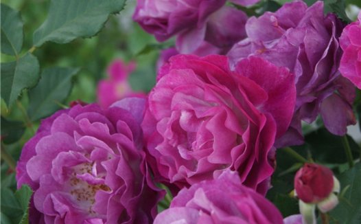 蓝色伊甸园(Blue Eden Rose)月季