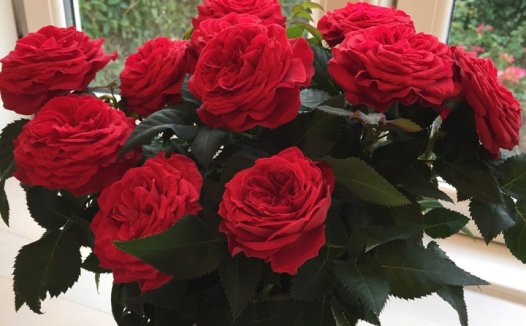 蒙特卡洛(red monte rosa forever)月季