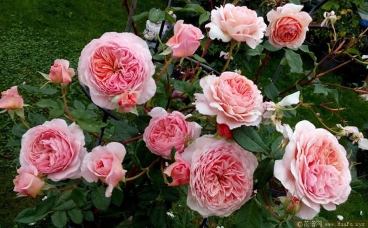 威廉莫里斯(William Morris)月季
