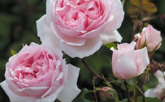 威基伍德玫瑰 THE WEDGWOOD ROSE