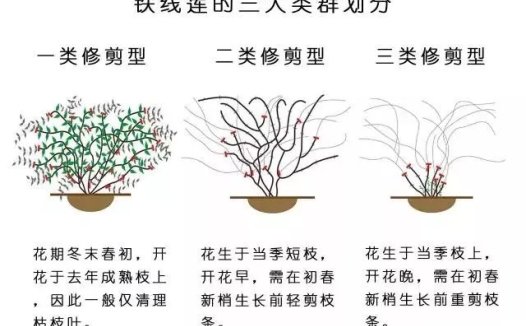 铁线莲修剪类型