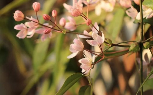 铁线莲苹果花(Apple Blossom)