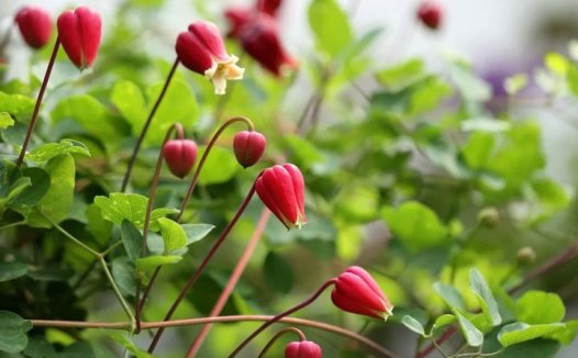 铁线莲樱桃唇(Texensis ‘Cherry Lip’)