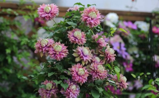 钻石(Diamantina ‘Evipo039’)铁线莲