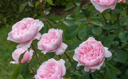 威斯利2008 (Wisley 2008)月季