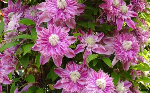 铁线莲 约瑟芬(Josephine)