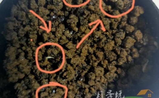 蔷薇实生根是怎么种的-低温沙藏处理