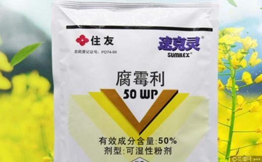 月季灰霉病的防治