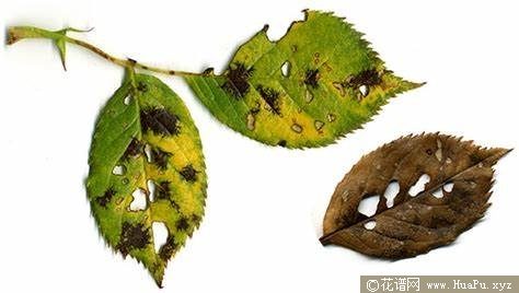 月季黑斑病不用农药治