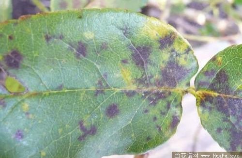 食醋治月季黑斑病方法 不用农药
