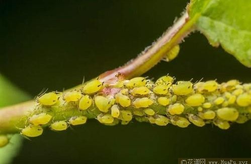 月季蚜虫的防治