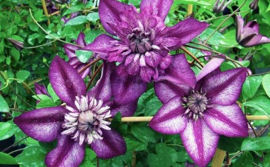 铁线莲 卡西斯（Cassis）