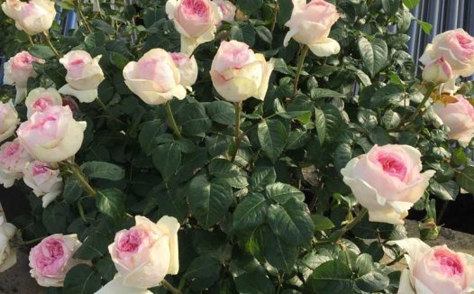 盆栽月季花后养护