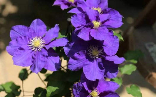 铁线莲 翠鸟（Kingfisher ‘Evipo037’）