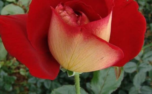 Rosa”Caprice de Meilland”梅朗随想曲