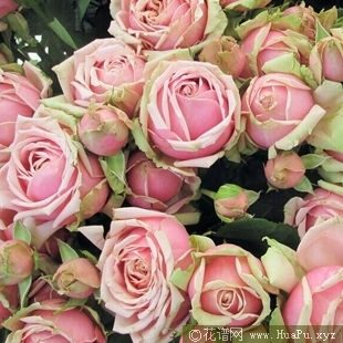 Romantic Rose Veil浪漫