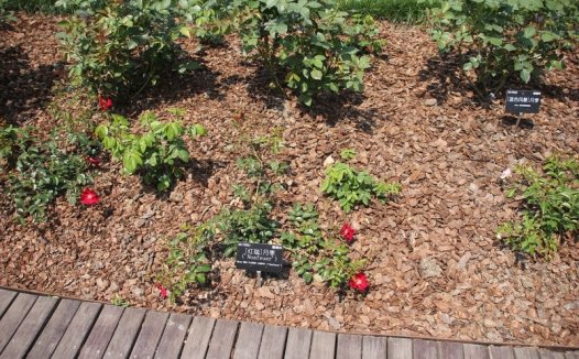 red flower carpet‘Noafeuer’红毯