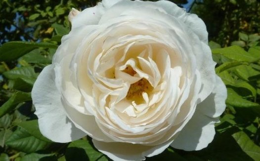 Uetersener Klosterrose 尤特森修道院