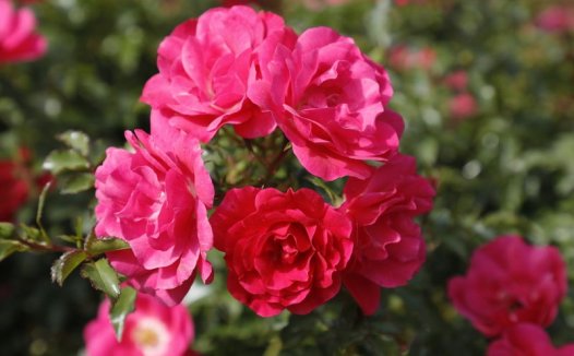 Pink Carpet粉色地毯