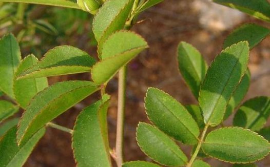 var. alba plena白木香