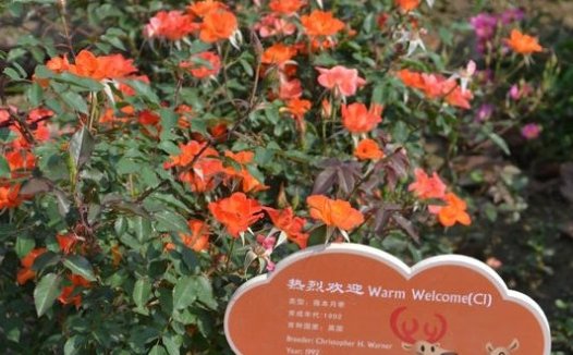 Warm Welcome热烈欢迎
