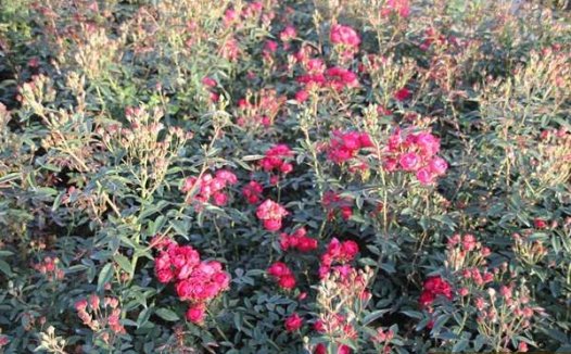 Laura’s Red Koster红克斯特