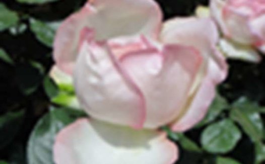 Eden Rose 85龙沙宝石