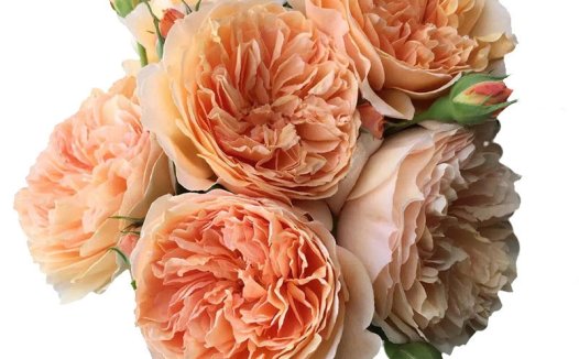 Crown Princess Margareta玛格丽特王妃