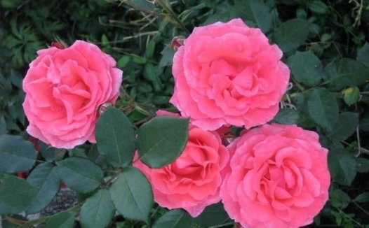 Jardins de France法国花园
