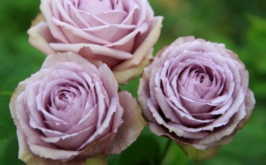 Lilac Classic丁香经典