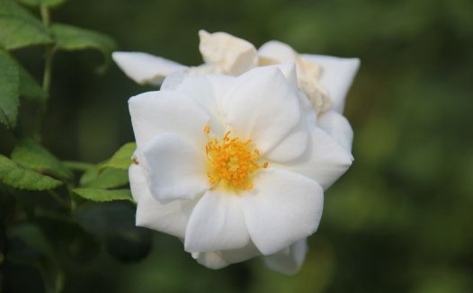 Ivory Compact Meidiland象牙梅地兰