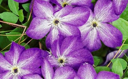 铁线莲 维尼莎（Venosa Violacea）