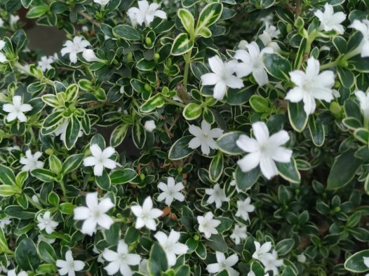 六月雪(Serissa japonica (Thunb.) Thunb.)的养殖方法