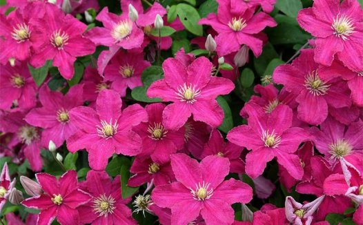 铁线莲芭芭拉 (Barbara)