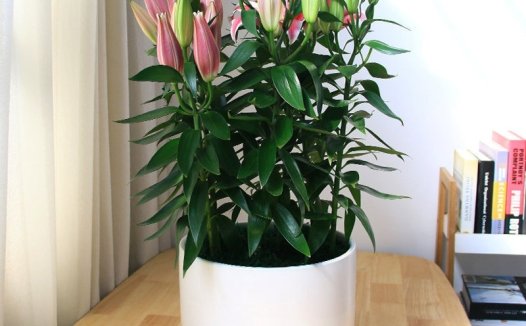 百合花养殖方法